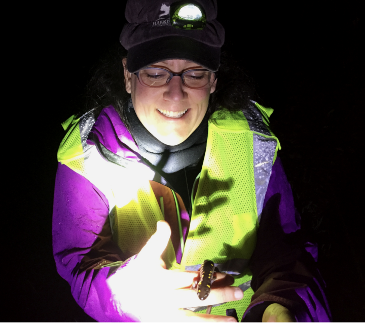 A person wearing a neon vest holds a salamander at night