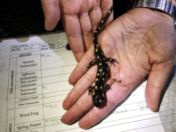 A person holds a salamander over a form