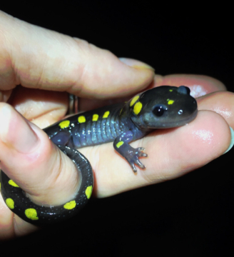 A person holds a salamander with yellow spots