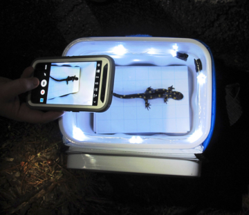 A person takes a photo of a salamander in a lighted box