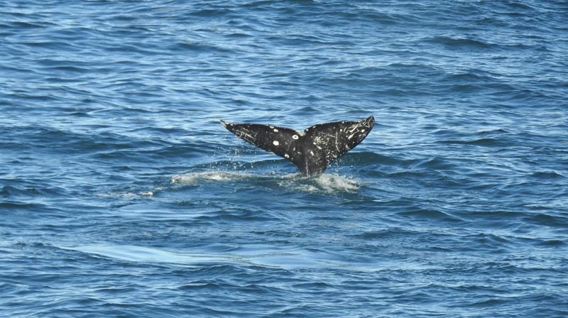Depoe Bay's Fiery Science: Gray Whales and Lava 12