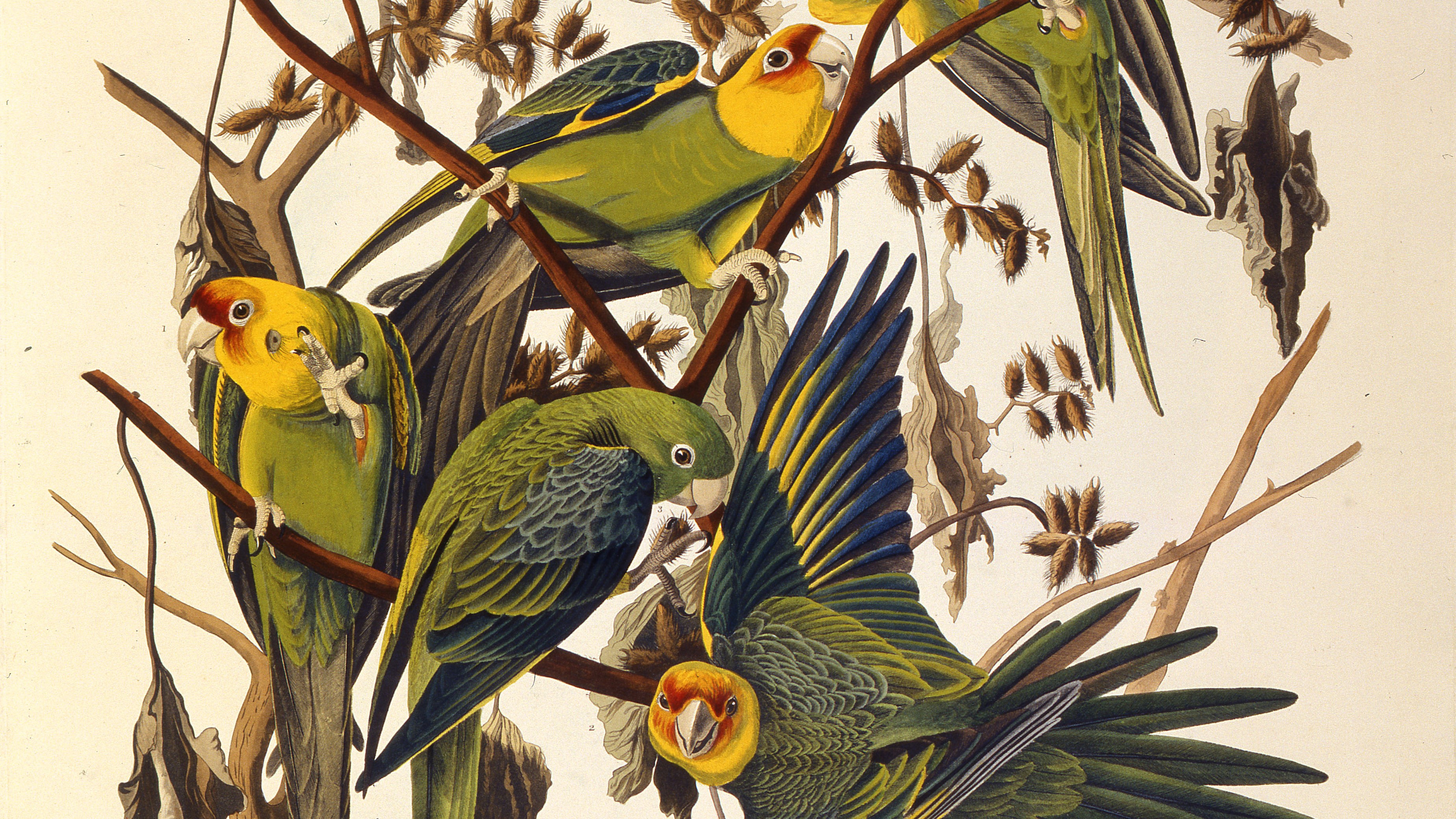The Carolina parakeet, From "The Birds of America," 1827-1838.