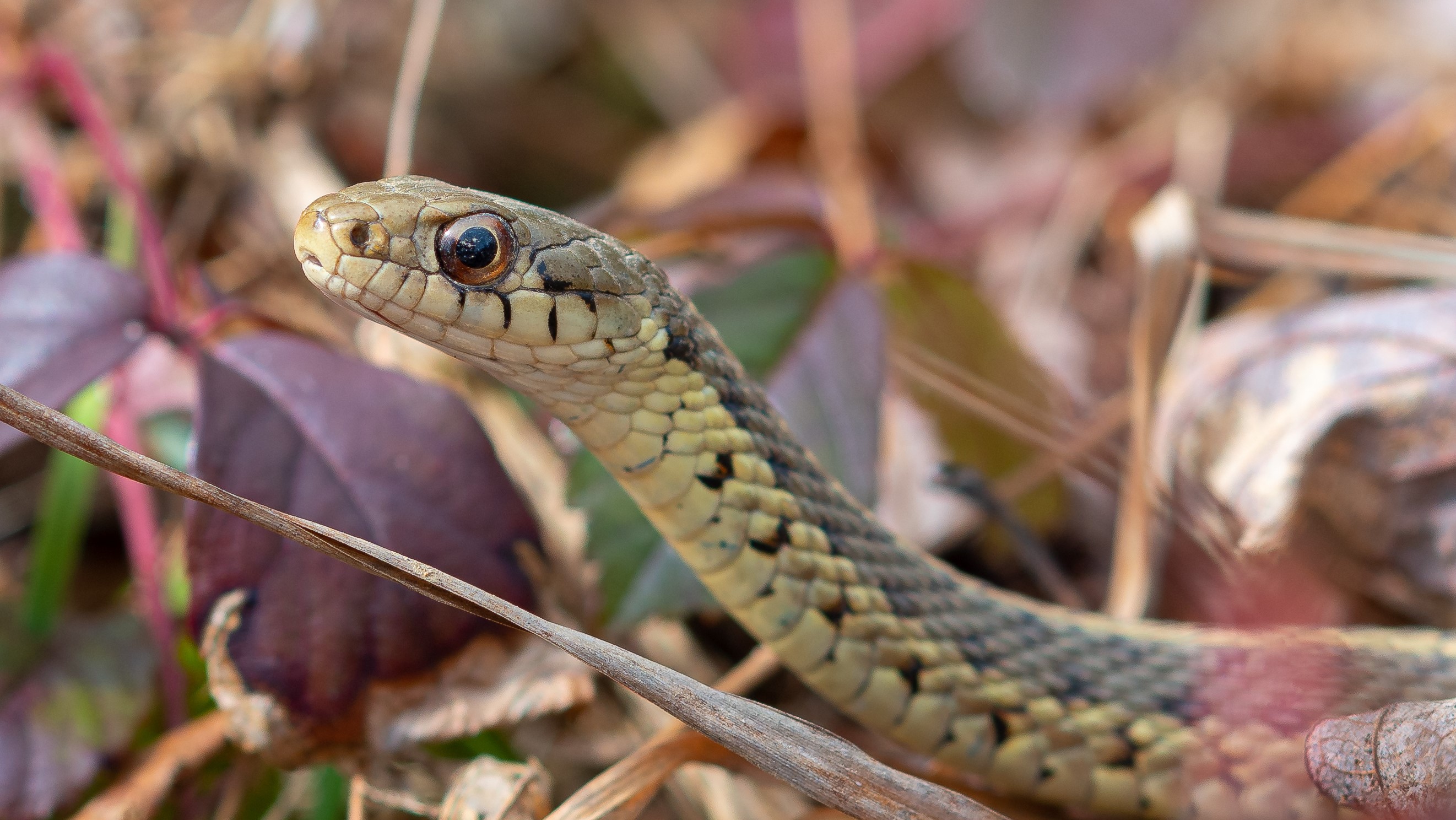 A garter snake (Thamnophis sirtalis)