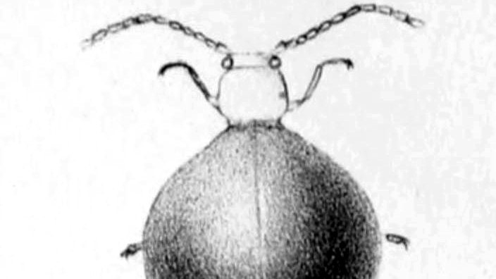 An illustration of a choresine beetle from the Journal of Entomology in 1860.