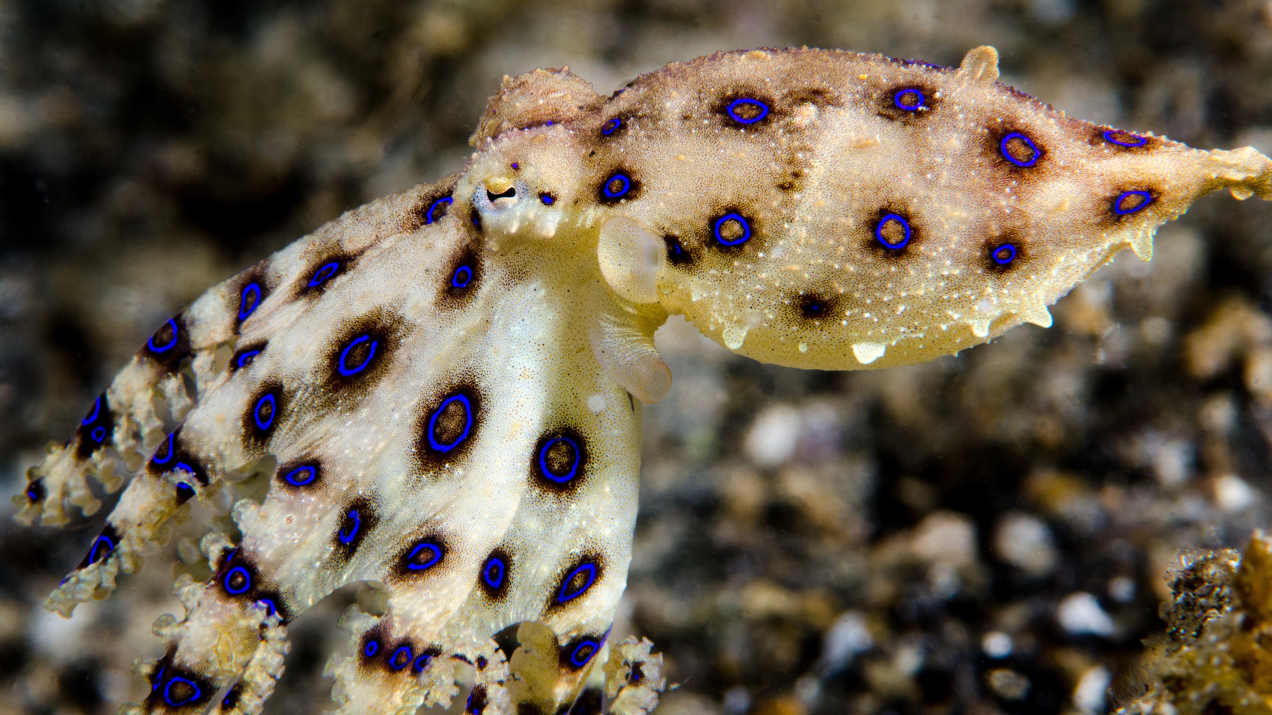A toxic blue-ringed octopus.