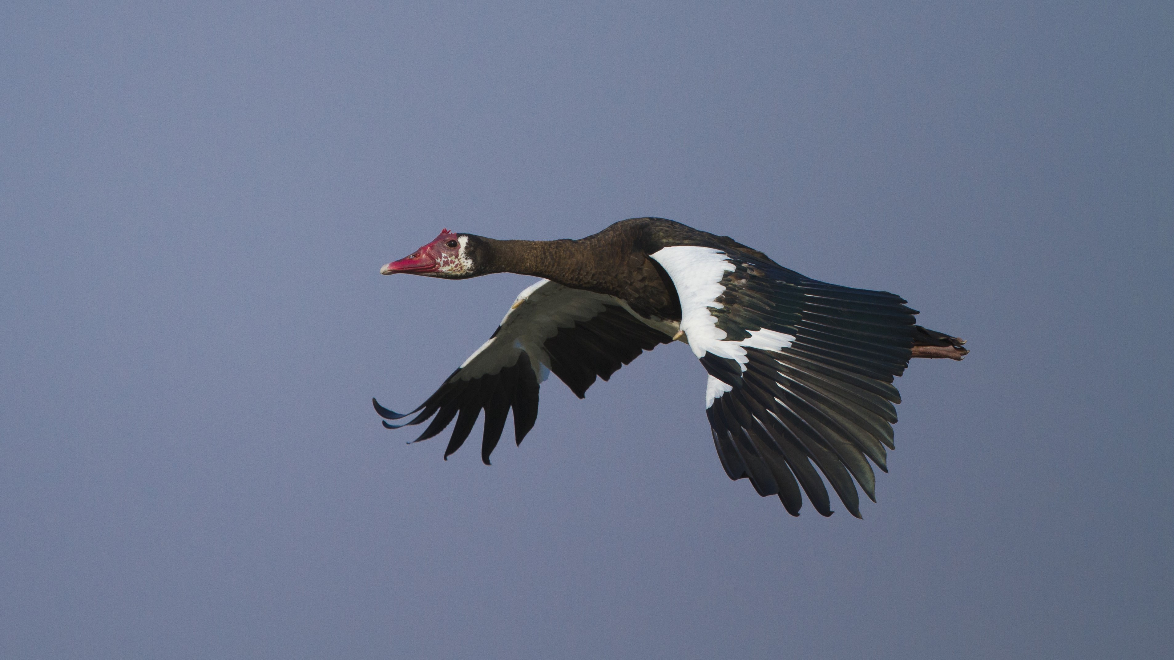 The spur-winged goose (Plectropterus gambensis)