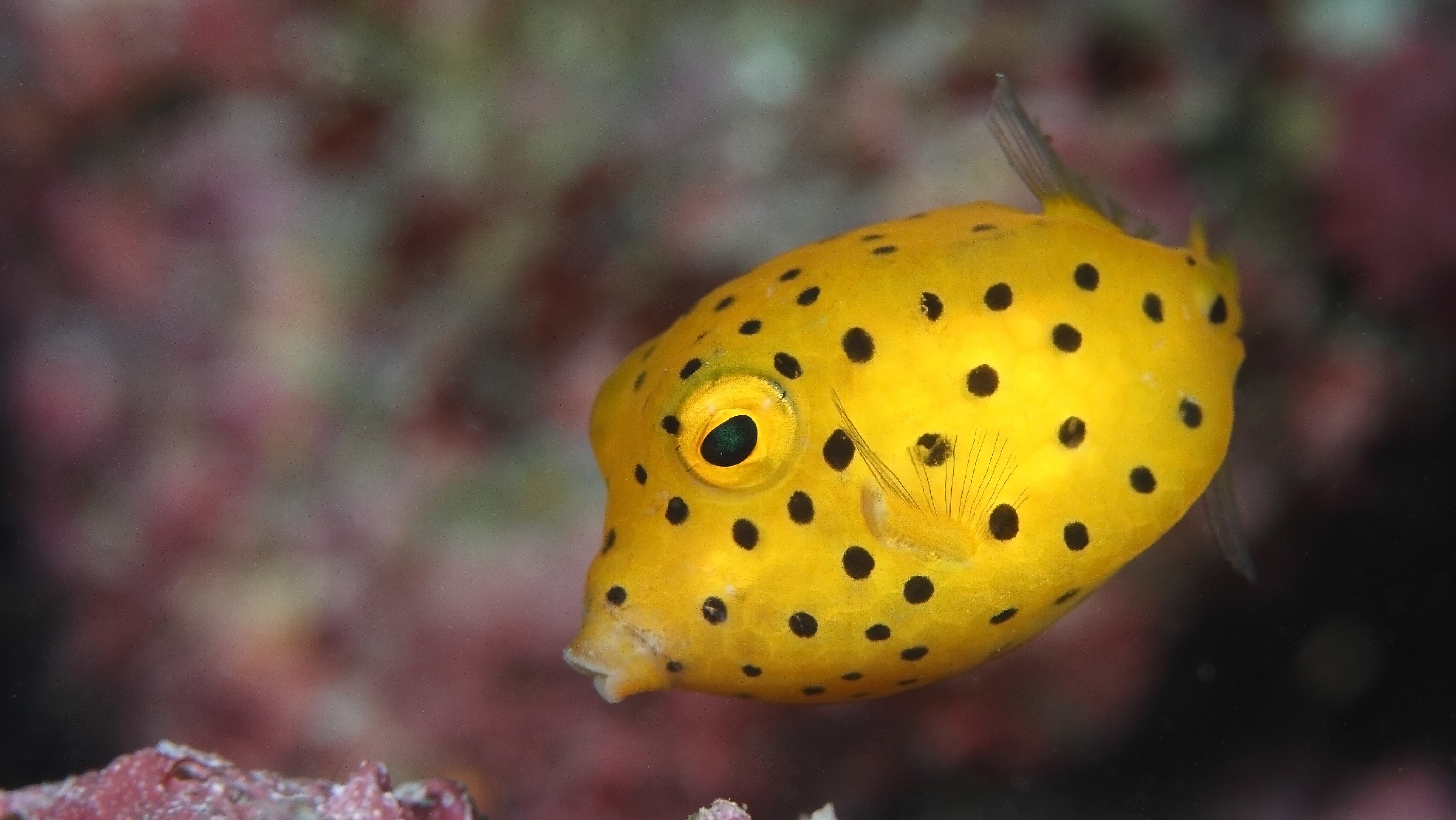 A juvenile spotted boxfish.