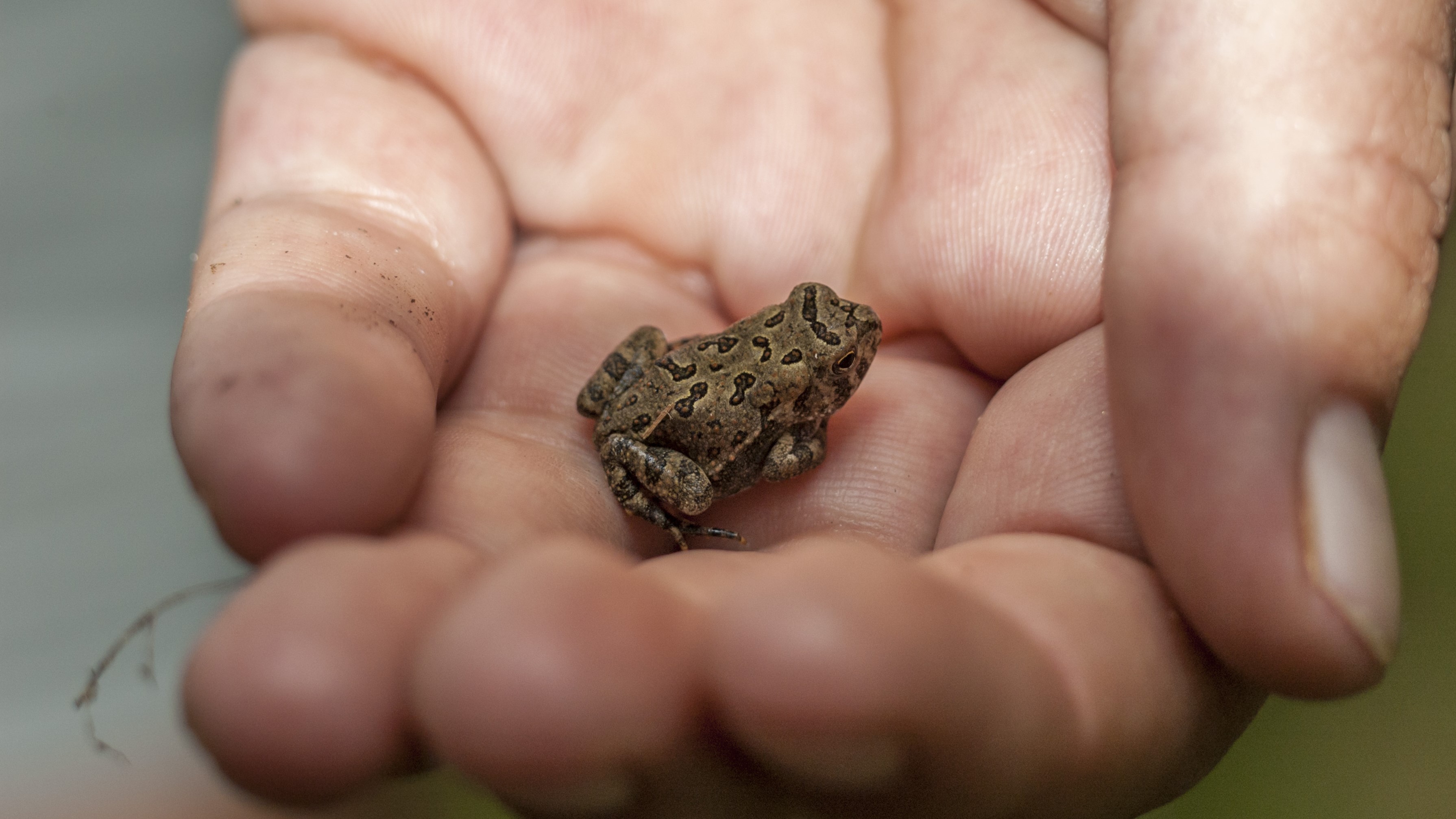 A tiny Fowler's toad (Anaxyrus fowleri) photographed in Tennessee.