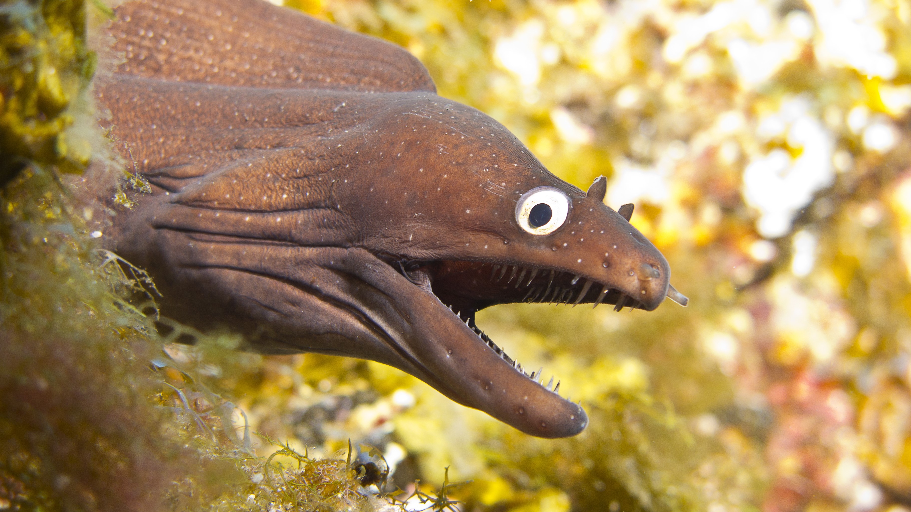 A moray eel (Muraena augusti)
