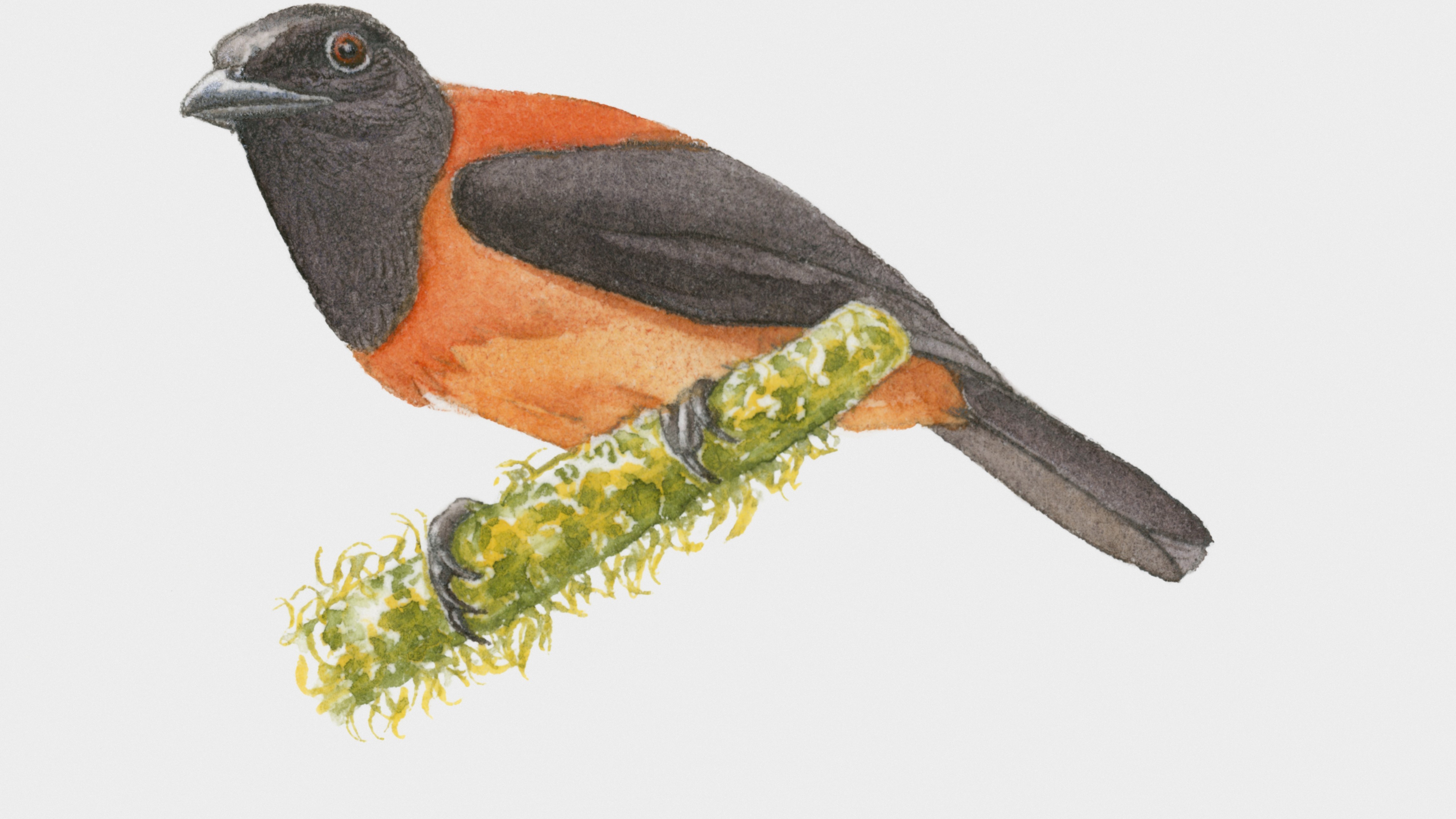 Hooded pitohui (Pitohui dichrous) perched on a branch.