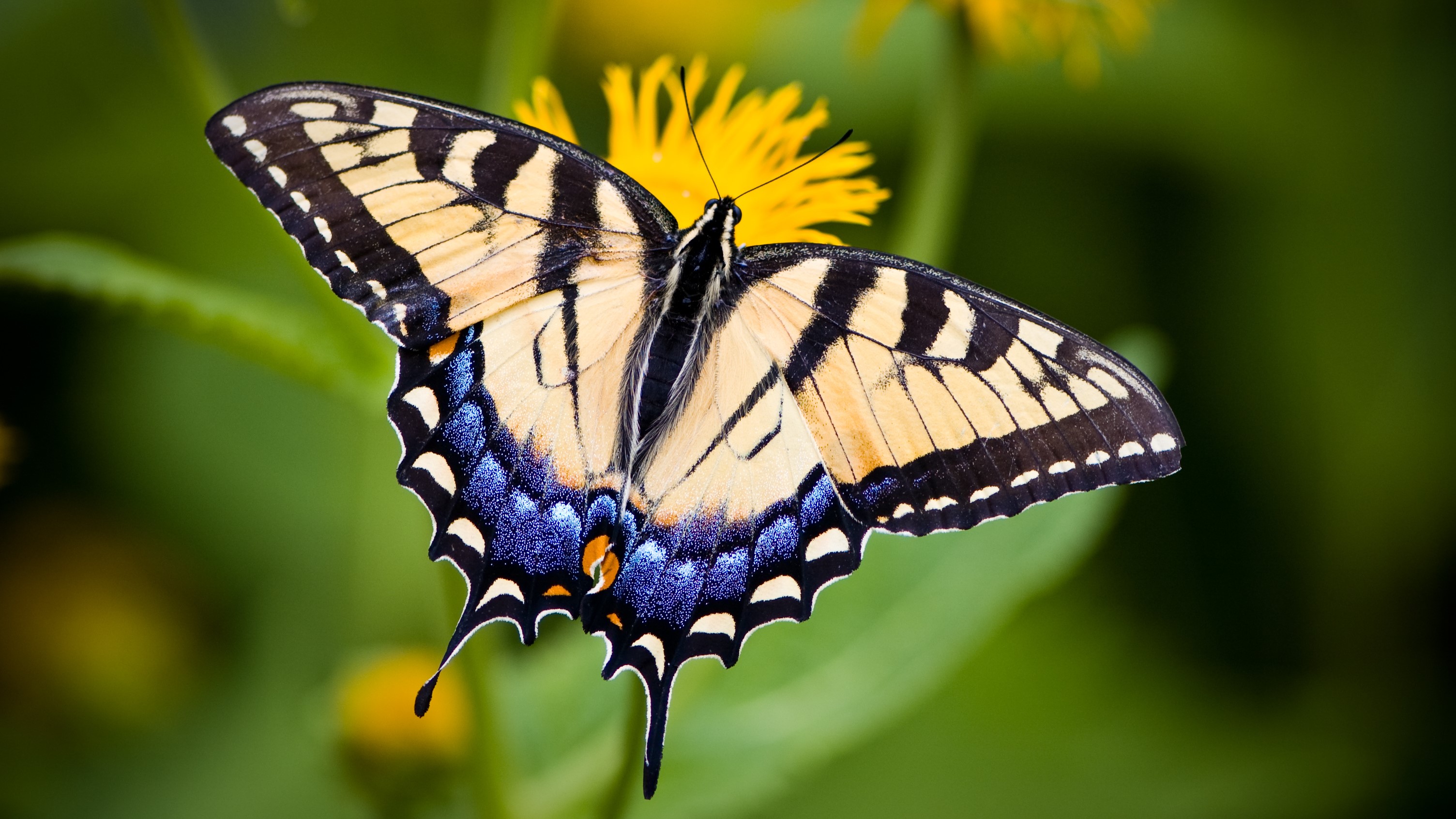 Tiger Swallowtail Butterfly (Papilio glaucus )