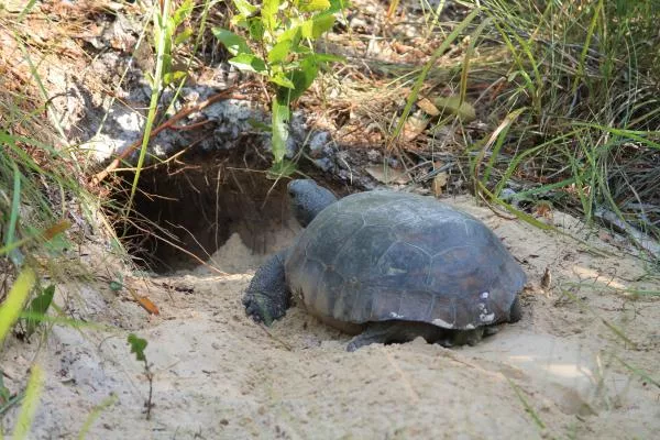 Gopher tortoise outside its burrow