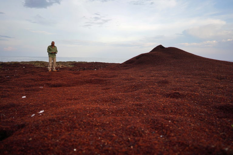 Park guard Roberto Varela walks over sargassum seaweed piled up on the seashore in Guanahacabibes Peninsula, Cuba, June 27…