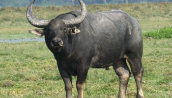 Nepalis’ love of momos threatens endangered wild water buffaloes