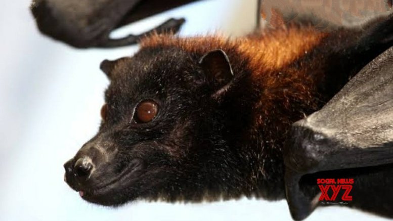 Covid-like virus in native UK bats raises spillover risk: Scientists