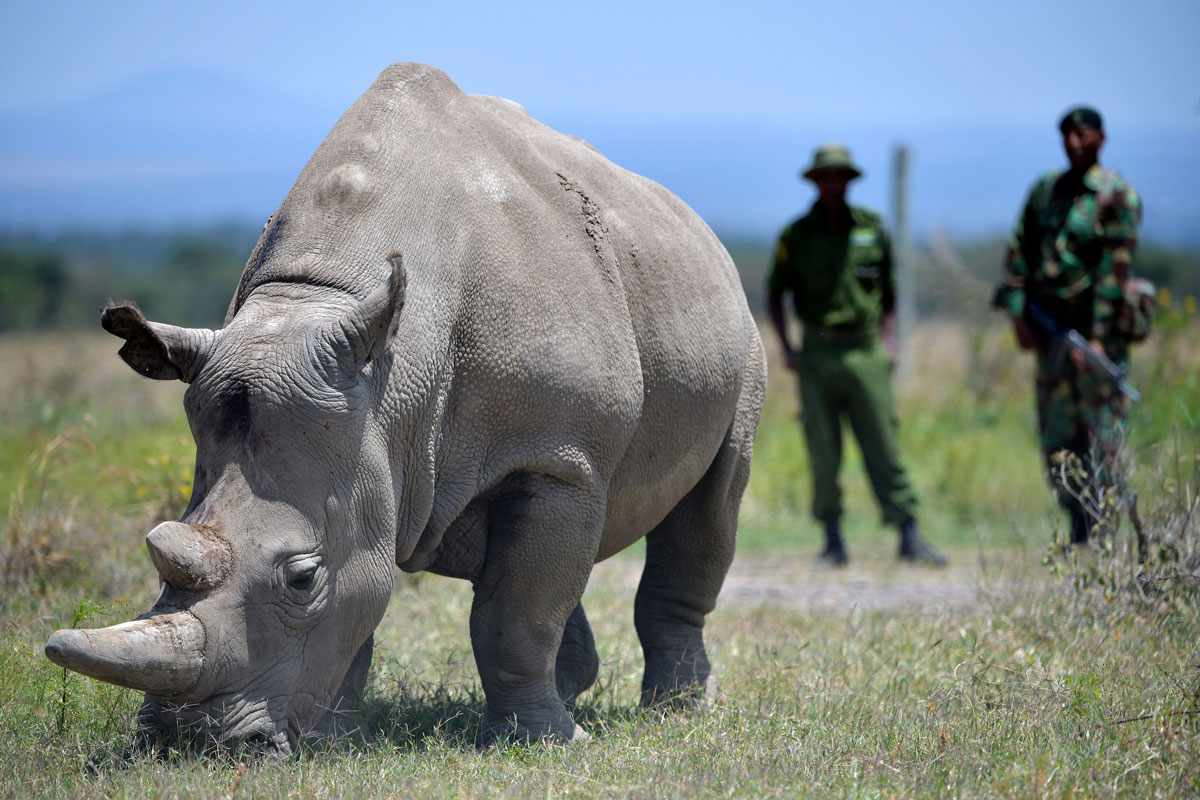 A white rhino with guards