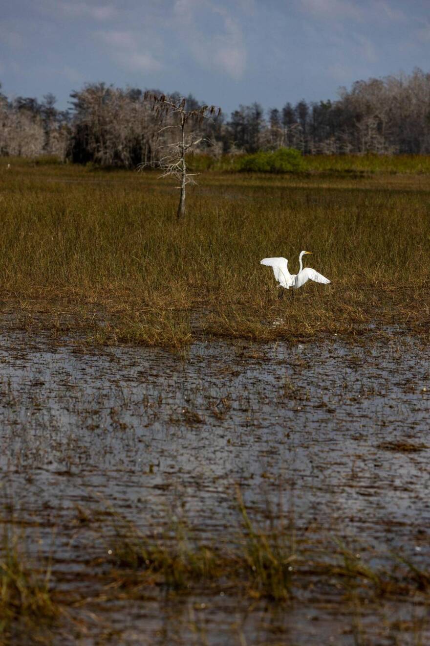 An egret prepares to take flight in the Florida Everglades