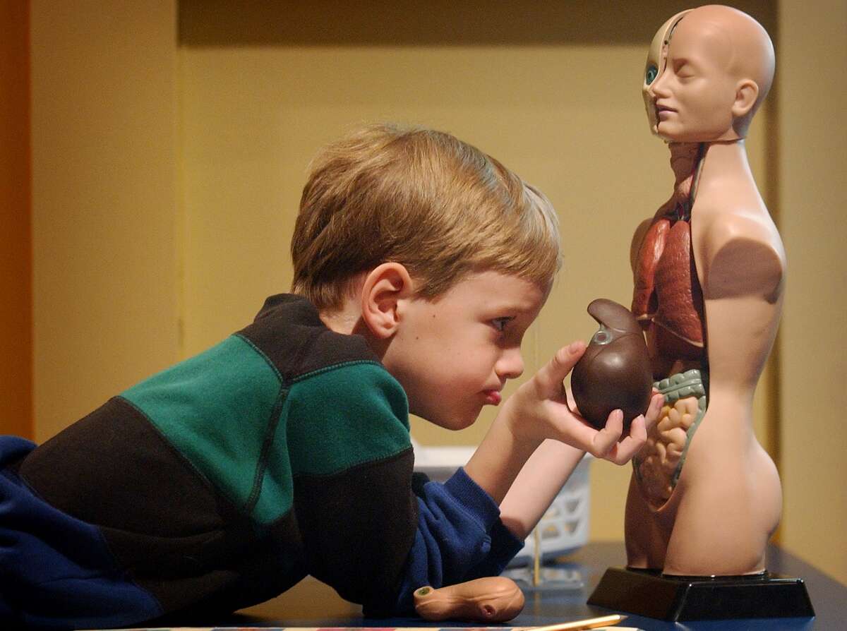 Joshua Fuller, a 7-year-old home-schooler, studies the human anatomy of this model in the Discovery Zone at the Denver Musuem of Nature and Science.